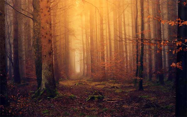 orman-wallpaper-duvar kagidi